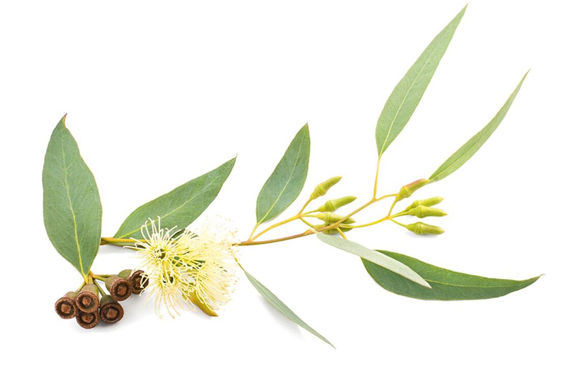 Olje Eucalyptus v Hondrolife